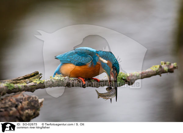 common river kingfisher / SO-02675