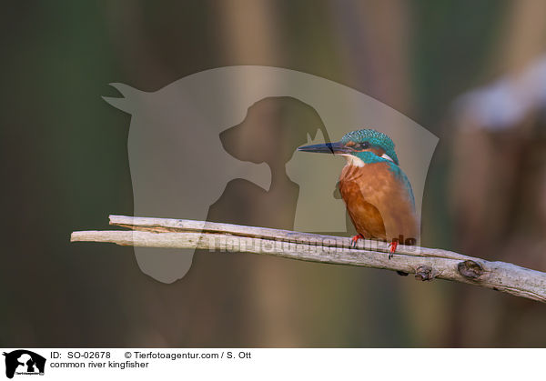 Eisvogel / common river kingfisher / SO-02678