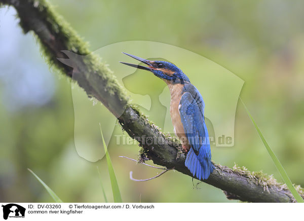 common river kingfisher / DV-03260