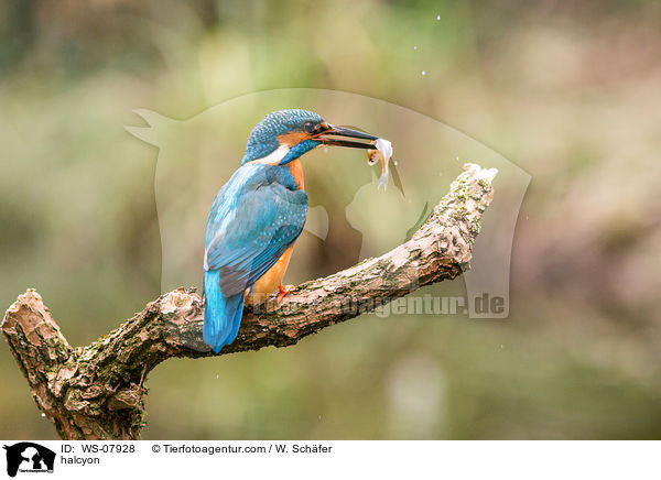 Eisvogel / halcyon / WS-07928