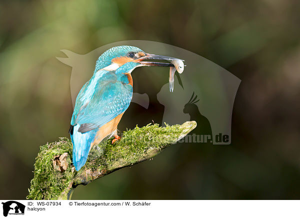 Eisvogel / halcyon / WS-07934