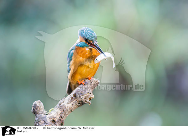 Eisvogel / halcyon / WS-07942