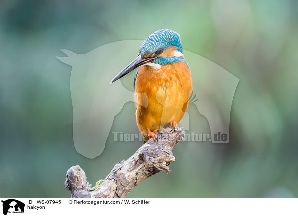 Eisvogel / halcyon / WS-07945