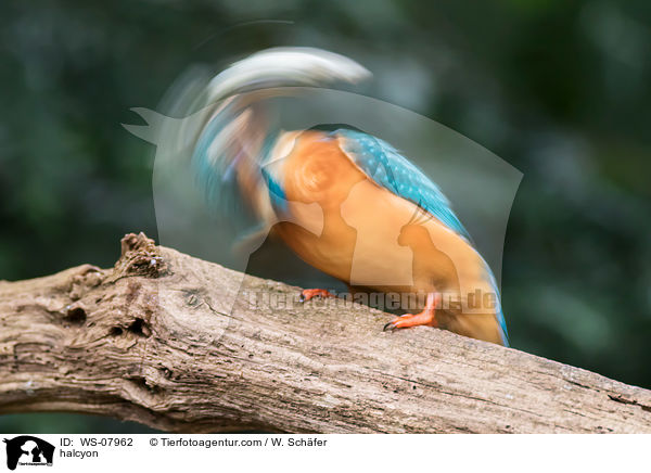 Eisvogel / halcyon / WS-07962