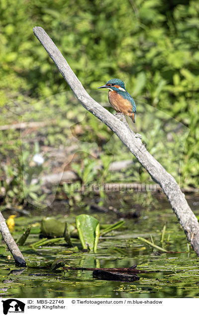 sitzender Eisvogel / sitting Kingfisher / MBS-22746