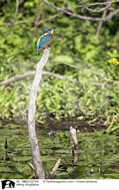 sitzender Eisvogel / sitting Kingfisher / MBS-22748