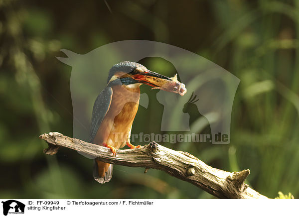 sitzender Eisvogel / sitting Kingfisher / FF-09949