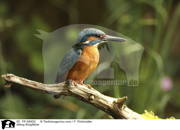 sitzender Eisvogel / sitting Kingfisher / FF-09952
