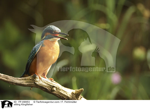 sitzender Eisvogel / sitting Kingfisher / FF-09953