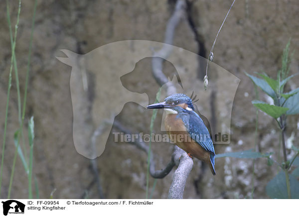 sitzender Eisvogel / sitting Kingfisher / FF-09954