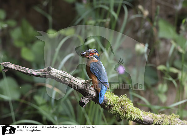 sitzender Eisvogel / sitting Kingfisher / FF-09964