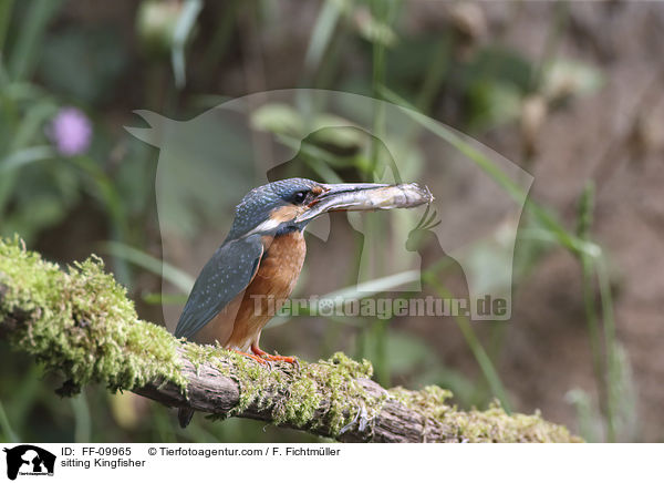 sitzender Eisvogel / sitting Kingfisher / FF-09965