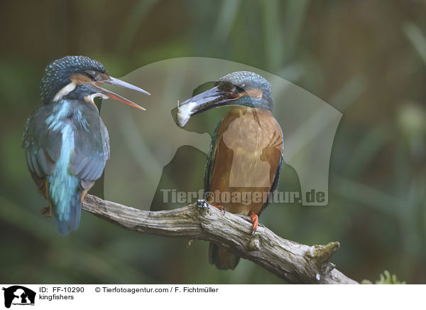 Eisvgel / kingfishers / FF-10290