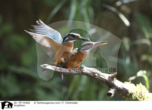 Eisvogel / kingfisher / FF-10462