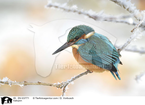 Eisvogel / halcyon / DV-03771