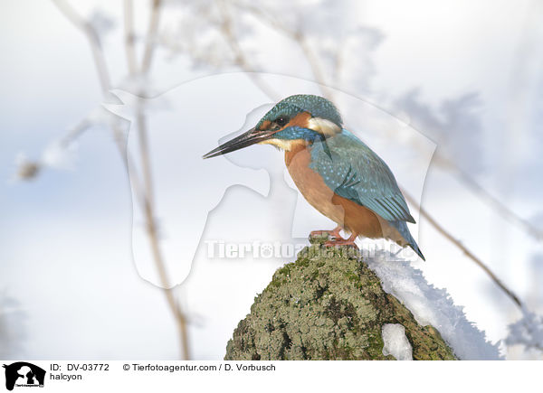 Eisvogel / halcyon / DV-03772