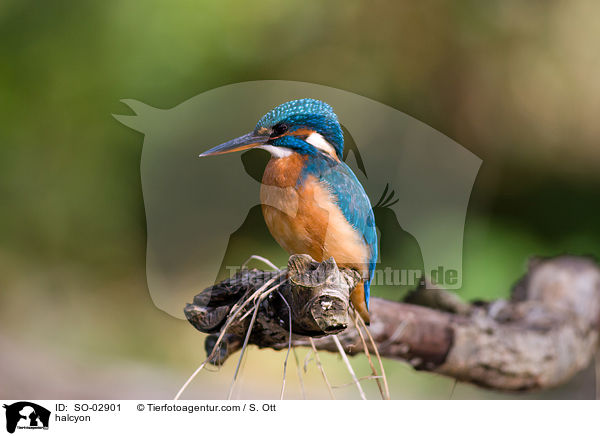 Eisvogel / halcyon / SO-02901