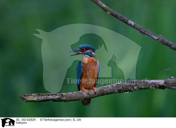 Eisvogel / halcyon / SO-02924