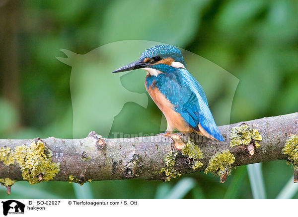 Eisvogel / halcyon / SO-02927