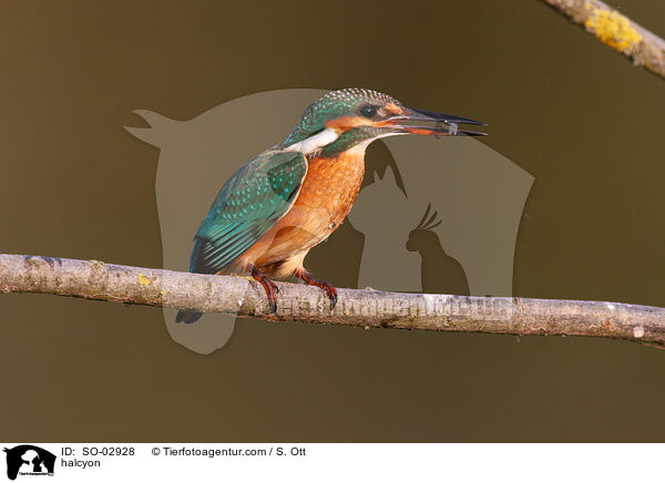 Eisvogel / halcyon / SO-02928