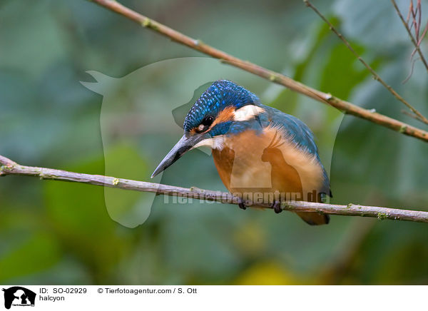 Eisvogel / halcyon / SO-02929