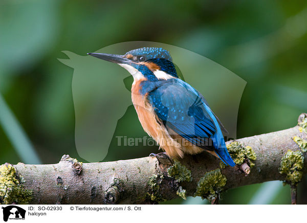 Eisvogel / halcyon / SO-02930