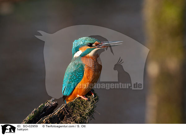 Eisvogel / halcyon / SO-02959