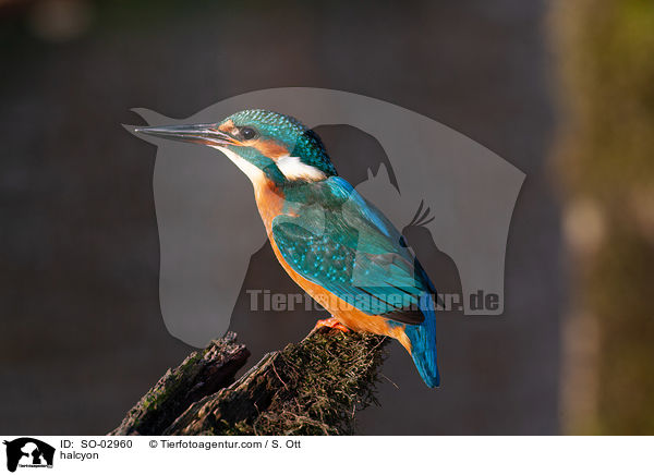 Eisvogel / halcyon / SO-02960