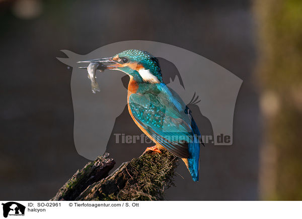 Eisvogel / halcyon / SO-02961