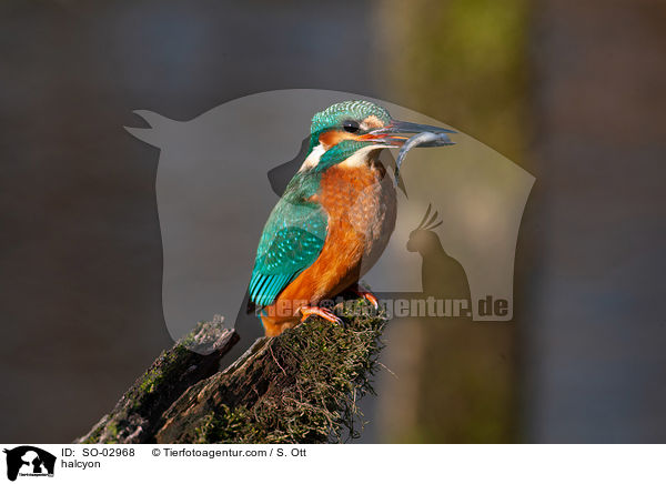 Eisvogel / halcyon / SO-02968