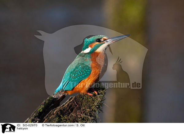 Eisvogel / halcyon / SO-02970