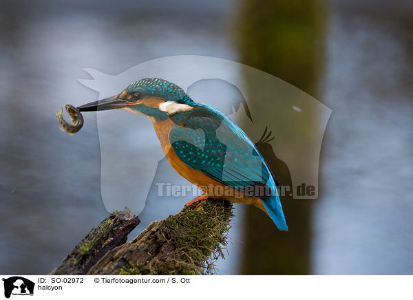 Eisvogel / halcyon / SO-02972