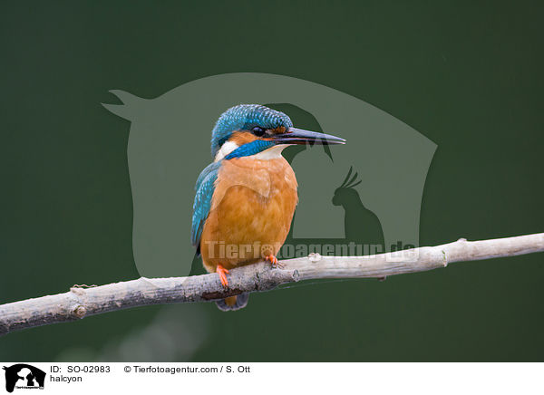 Eisvogel / halcyon / SO-02983