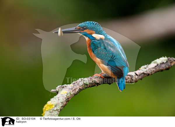 Eisvogel / halcyon / SO-03104