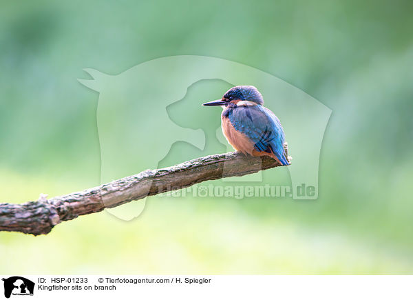 Kingfisher sits on branch / HSP-01233