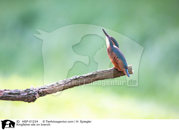 Kingfisher sits on branch / HSP-01234