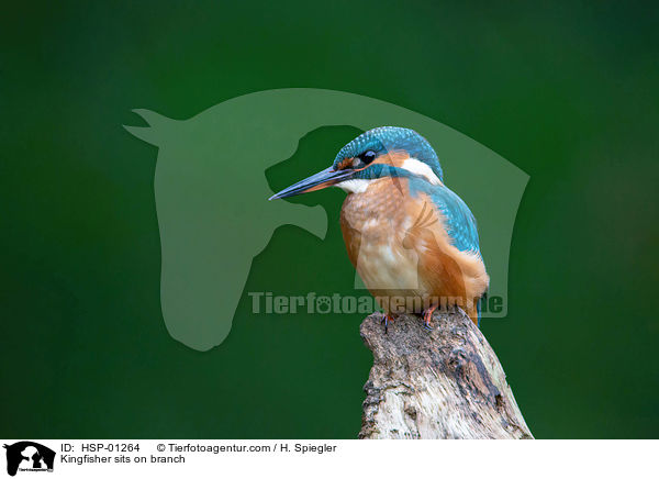 Eisvogel sitzt auf Ast / Kingfisher sits on branch / HSP-01264