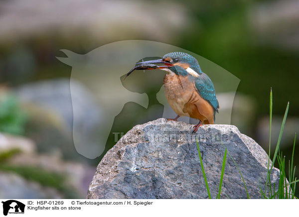 Eisvogel sitzt auf Stein / Kingfisher sits on stone / HSP-01269