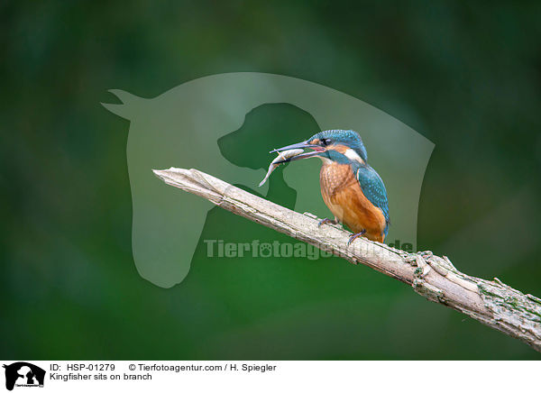 Eisvogel sitzt auf Ast / Kingfisher sits on branch / HSP-01279