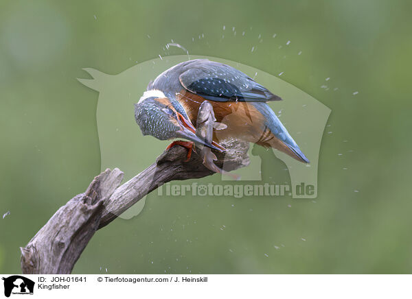 Eisvogel / Kingfisher / JOH-01641