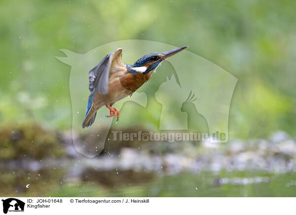 Eisvogel / Kingfisher / JOH-01648