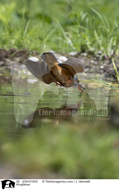 Eisvogel / Kingfisher / JOH-01653