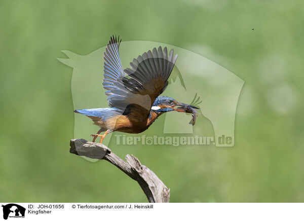 Eisvogel / Kingfisher / JOH-01656