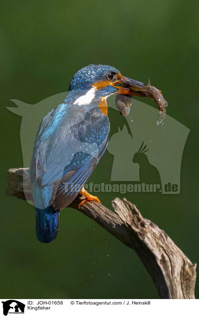 Eisvogel / Kingfisher / JOH-01658