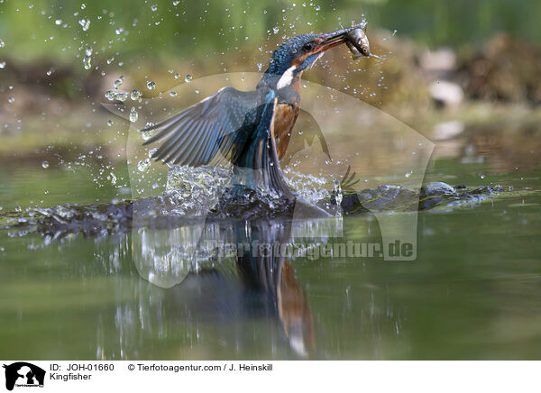 Eisvogel / Kingfisher / JOH-01660