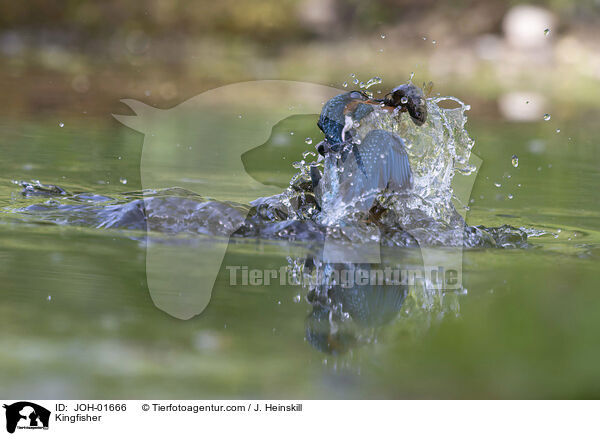 Kingfisher / JOH-01666
