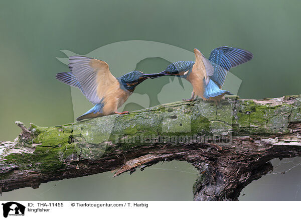 Eisvogel / kingfisher / THA-11455