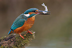 kingfisher