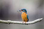 common kingfisher