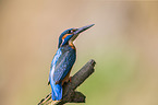 common kingfisher
